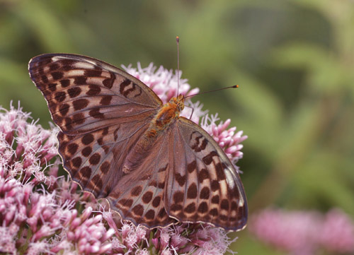 Kejserkåbe, Argynnis paphia hun grøn form. Allindelille Fredsskov, Sjælland d. 31 juli 2021. Fotograf; Lars Andersen
