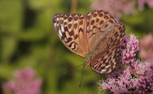 Kejserkåbe, Argynnis paphia hun brun form. Allindelille Fredsskov, Sjælland d. 31 juli 2021. Fotograf; Lars Andersen