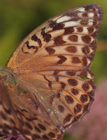 Kejserkåbe, Argynnis paphia hun brun form. Allindelille Fredsskov, Sjælland d. 31 juli 2021. Fotograf; Lars Andersen