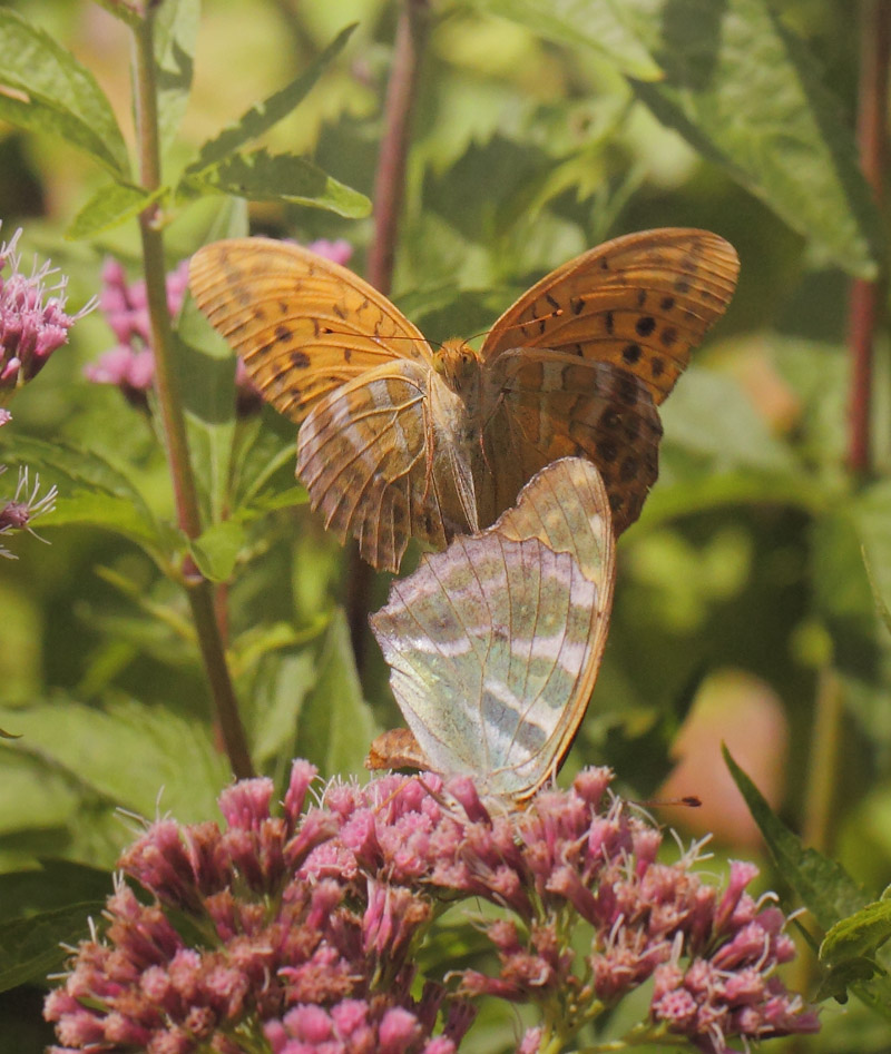 Kejserkbe, Argynnis paphia hun og han. Allindelille Fredsskov, Sjlland d. 2 august 2021. Fotograf; Lars Andersen