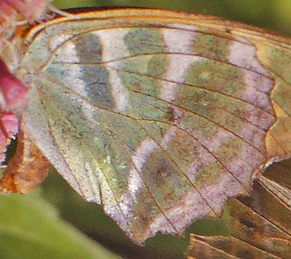 Kejserkbe, Argynnis paphia hun og han. Allindelille Fredsskov, Sjlland d. 2 august 2021. Fotograf; Lars Andersen