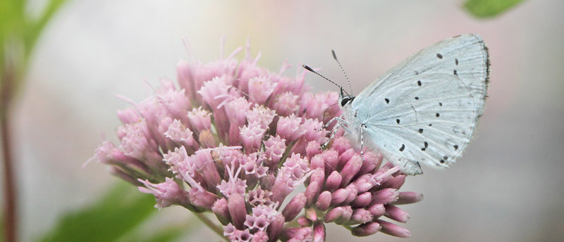 Skovblfugl, Celastrina argiolus hun. Allindelille Fredsskov, Sjlland d. 2 august 2021. Fotograf; Lars Andersen