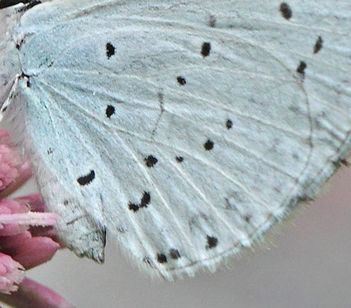 Skovblfugl, Celastrina argiolus hun. Allindelille Fredsskov, Sjlland d. 2 august 2021. Fotograf; Lars Andersen