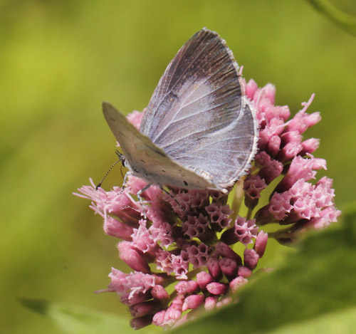 Skovblfugl, Celastrina argiolus hun. Allindelille Fredsskov, Sjlland d. 2 august 2021. Fotograf; Lars Andersen