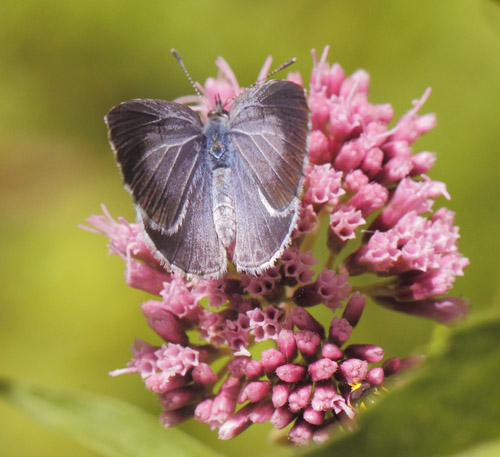 Skovblfugl, Celastrina argiolus hun. Allindelille Fredsskov, Sjlland d. 2 august 2021. Fotograf; Lars Andersen