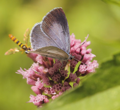 Skovblfugl, Celastrina argiolus hun. Allindelille Fredsskov, Sjlland d. 2 august 2021. Fotograf; Lars Andersen