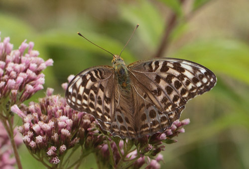 Kejserkåbe, Argynnis paphia hun grå form. Allindelille Fredsskov, Sjælland d. 2 august 2021. Fotograf; Lars Andersen