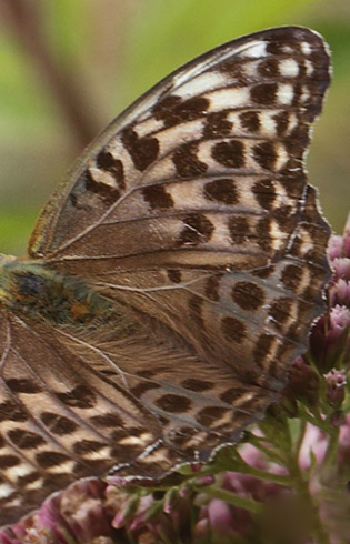 Kejserkåbe, Argynnis paphia hun grå form. Allindelille Fredsskov, Sjælland d. 2 august 2021. Fotograf; Lars Andersen