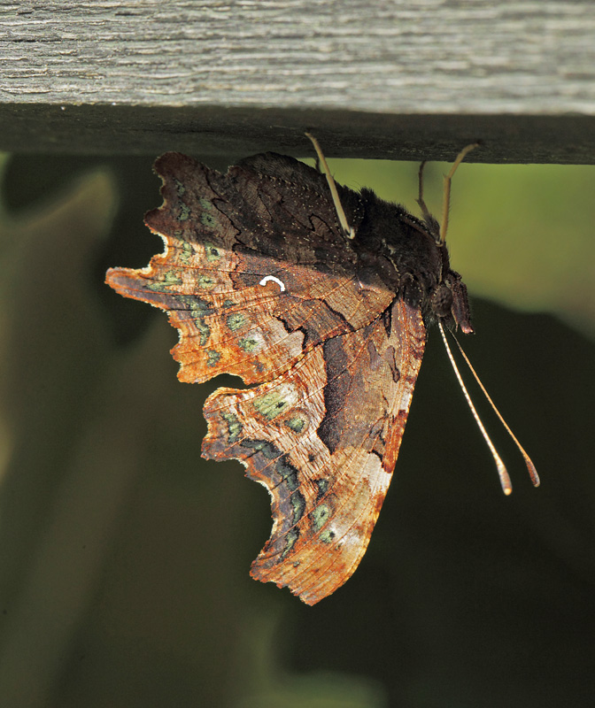 Det Hvide C, Polygonia c-album. Arrenakke. Nordsjælland d. 4 september 2021. Fotograf; Lars Andersen