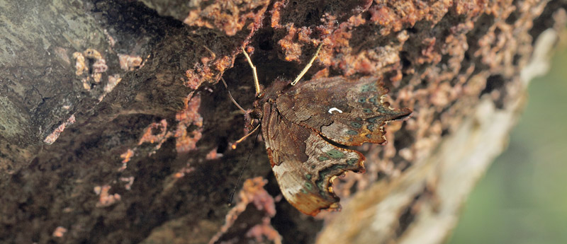 Det Hvide C, Polygonia c-album. Arrenakke. Nordsjælland d. 5 september 2021. Fotograf; Lars Andersen