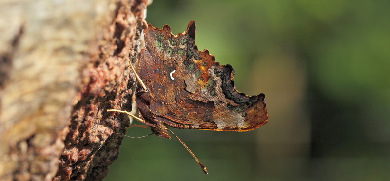 Det Hvide C, Polygonia c-album. Arrenakke. Nordsjælland d. 5 september 2021. Fotograf; Lars Andersen