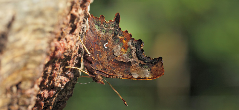 Det Hvide C, Polygonia c-album. Arrenakke. Nordsjlland d. 5 september 2021. Fotograf; Lars Andersen