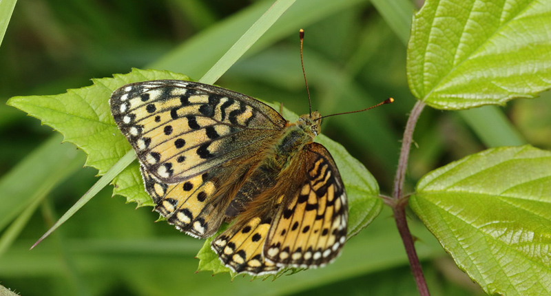 Markperlemorsommerfugl, Speyeria aglaja hun. Bt Plantage, Falster, Danmark d. 18 juli 2021. Fotograf; Henrik S. Larsen