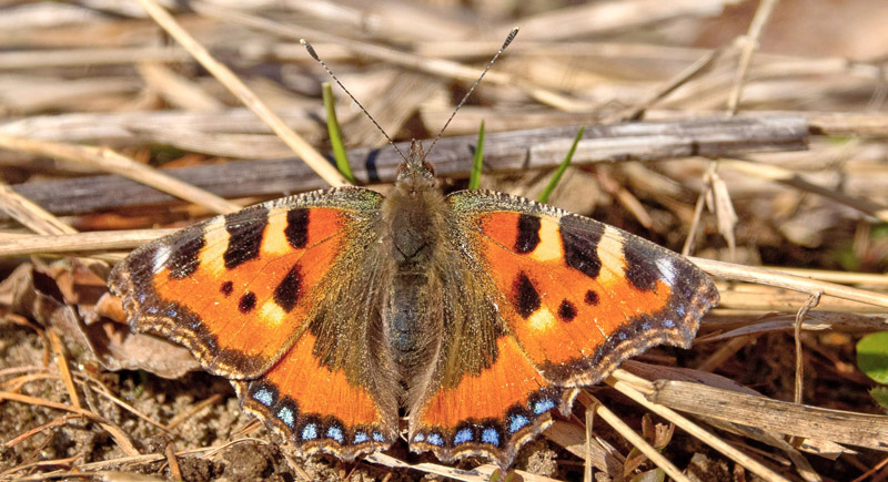 Nldens Takvinge, Aglais urticae. Babylone Skov, Gl. Humlebk Strand, Nordsjlland d. 20 marts 2021. Fotograf; Svend Rastrup Andersen