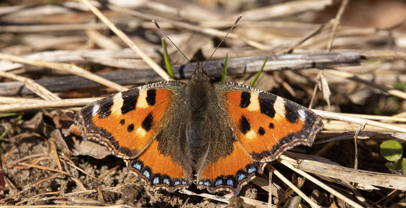 Nldens Takvinge, Aglais urticae. Babylone Skov, Gl. Humlebk Strand, Nordsjlland d. 20 marts 2021. Fotograf; Svend Rastrup Andersen