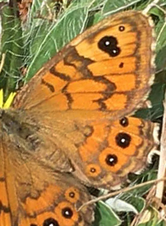 Vejrandje, Lasiommata megera ab. quadriocellata hun. Aalborg, Nordjylland d. 7 august 2021. Fotograf; Sren Kristoffersen