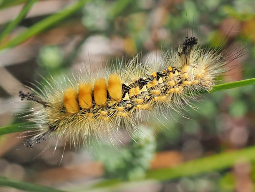 Lyngpenselspinder, Orgyia antiquoides larve. Havgrdsmark, Jammerbugt, Nordjylland, Danmark d. 16. juli 2021. Fotograf; Sren Rosenberg