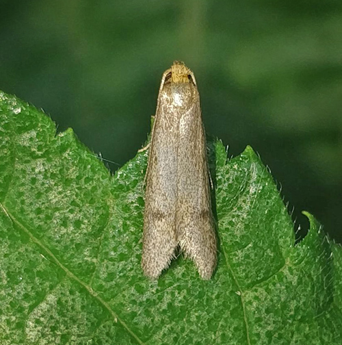 Pseudatemelia josephinae. Sørup Vang, Frederiksværk, Nordsjælland d. 8 juli 2021. Fotograf; Oskar Zytnik