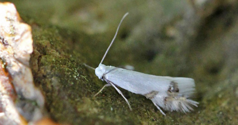 Guldregnmøl, Leucoptera laburnella. Gedser, Falster d. 19 maj 2021. Fotograf; Claus Grahndin