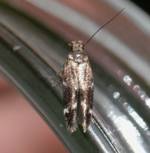 Mompha subbistrigella. Gedser, Falster d. 10 juni 2021. Fotograf; Claus Grahndin