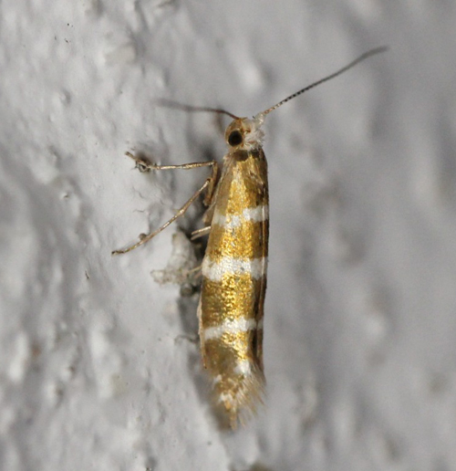 Argyresthia trifasciata. Gedser, Falster, Danmark d. 8 juni 2021. Fotograf; Claus Grahndin