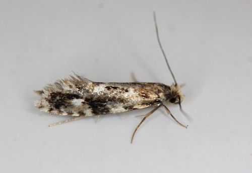 Træsvampemøl, Nemapogon cloacella. Gedser, Falster d. 14 juni 2021. Fotograf; Claus Grahndin