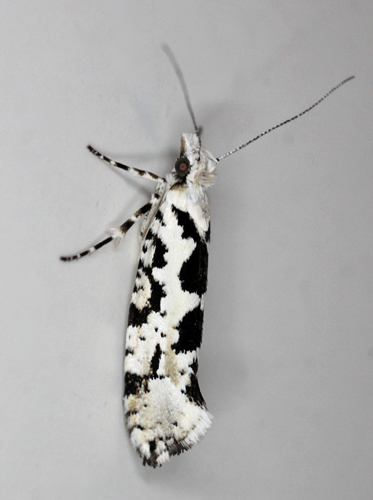Ahornmøl, Ypsolopha sequella. Gedser, Falster, Danmark d. 17 juli 2021. Fotograf; Claus Grahndin