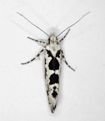 Ahornmøl, Ypsolopha sequella. Gedser, Falster, Danmark d. 17 juli 2021. Fotograf; Claus Grahndin