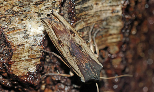 Irisugle, Xylena vetusta (Hbner, 1813). Arenakke, Nordsjlland d. 6  september 2021. Fotograf; Henrik S Larsen