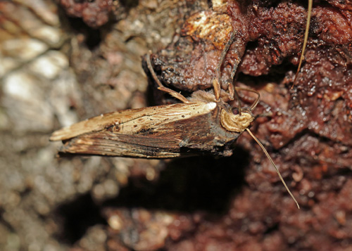 Irisugle, Xylena vetusta (Hbner, 1813). Arenakke, Nordsjlland d. 7 september 2021. Fotograf; Henrik S Larsen