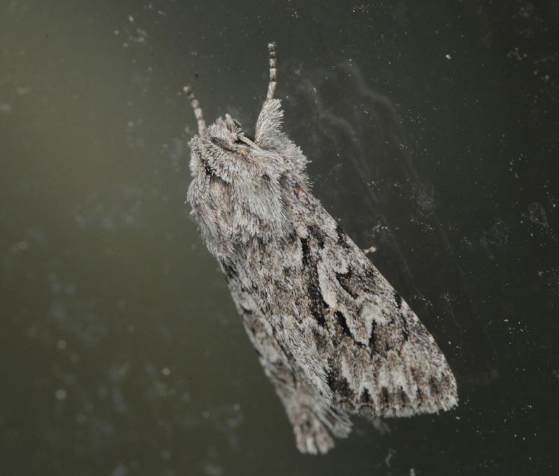 Gedeblad-Ugle, Xylocampa areola. Friesland, Amager d. 30 april 2021. Fotograf; Lars Andersen