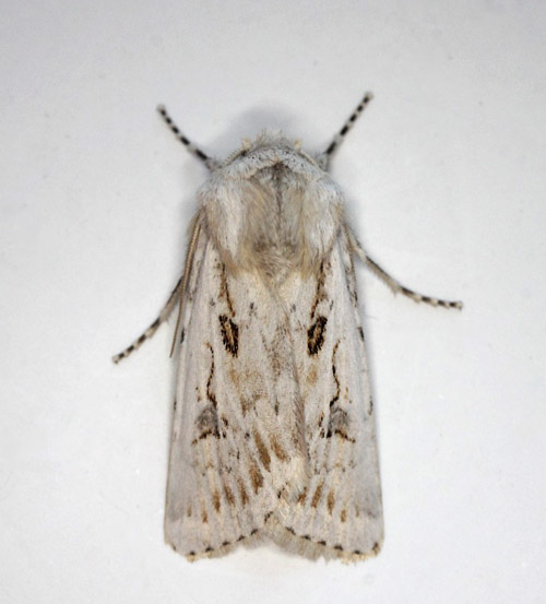 Kyst-Landmand, Agrotis ripae. Gedser, Falster, Danmark d. 9 juni 2021. Fotograf; Claus Grahndin