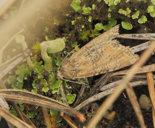 Bndet Tyv, Oligia fasciuncula. Rdbyhavn Rangerterrn, Lolland d. 28 august 2021. Fotograf; Lars Andersen