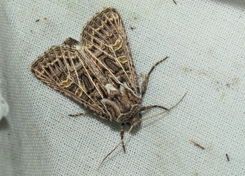 Netugle, Naenia typica. Rdbyhavn Rangerterrn, Lolland d. 28 august 2021. Fotograf; Lars Andersen