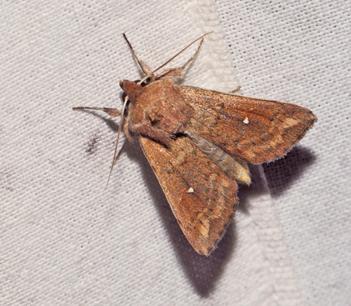 Hvid-punkt Græsugle, Mythimna albipuncta. Rødbyhavn Rangerterræn, Lolland d. 28 august 2021. Fotograf; Lars Andersen