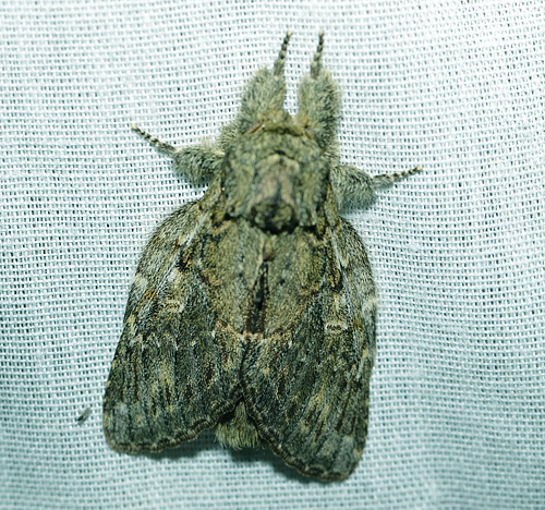 Ektandvinge / Egetandspinder, Peridea anceps. Arrenakke, Nordsjlland d. 10 maj 2021. Fotograf; Henrik S. Larsen