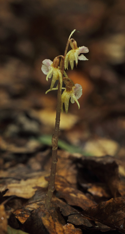 Knlbe, Epipogium aphyllum. Allindelille Fredskov, Midtsjlland d. 29 juli 2021. Fotograf: Lars Andersen