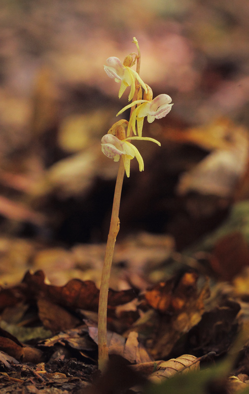 Knlbe, Epipogium aphyllum. Allindelille Fredskov, Midtsjlland d. 30  juli 2021. Fotograf: Lars Andersen