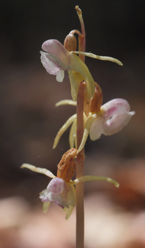 Knlbe, Epipogium aphyllum. Allindelille Fredskov, Midtsjlland d. 2 august 2021. Fotograf: Lars Andersen