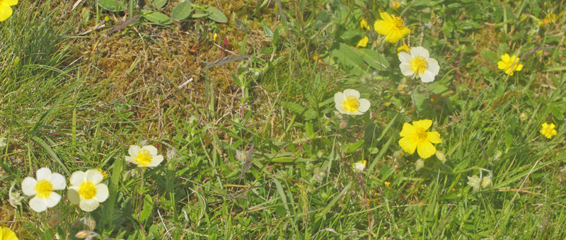 Bakkesolje, Helianthemum ovatum ssp. obscurrum. Eskebjerg Vesterlyng, det vestlig Sjlland d. 2 juni 2021. Fotograf; Lars Andersen