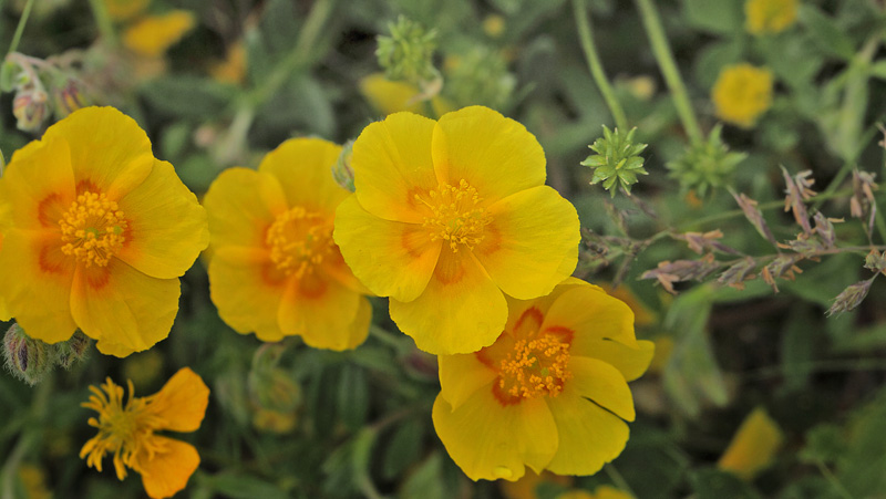 Bakkesolje, Helianthemum ovatum ssp. obscurrum. Eskebjerg Vesterlyng, det vestlig Sjlland d. 6 juni 2021. Fotograf; Lars Andersen