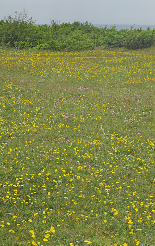 Bakkesolje, Helianthemum ovatum ssp. obscurrum. Eskebjerg Vesterlyng, det vestlig Sjlland d. 6 juni 2021. Fotograf; Lars Andersen