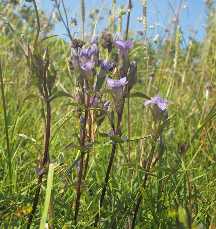 Baltisk Ensian, Gentianella baltica. Eskebjerg Vesterlyng, det vestlig Sjlland d. 22 august 2021. Fotograf; Lars Andersen