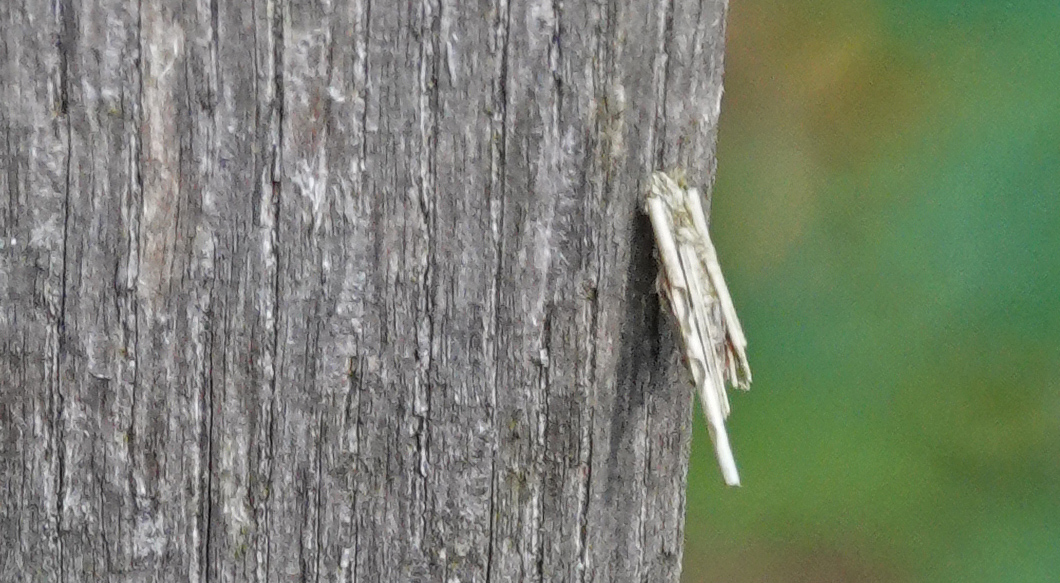 Røgfarvet Sækbærer, Psyche crassiorella larve m. sæk. Bastemose, Bornholm, Danmark d. 6 oktober 2021. Fotograf; Lars Andersen