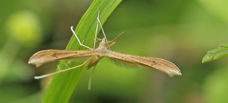 Ærensprisfjermøl, Stenoptilia pterodactyla. Høvblege, Møn d. 26 juni 2021. Fotograf; Lars Andersen