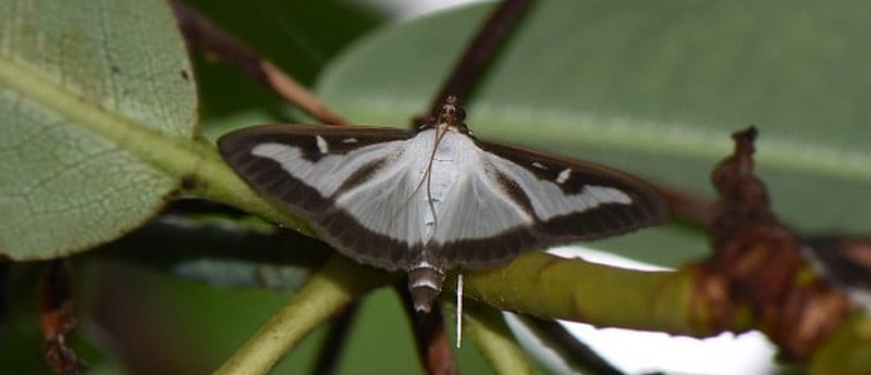 Buksbomhalvmøl, Cydalima perspectalis. Forsthaven Charlottenlund, Nordsjælland d. 17 september 2021.. Fotograf; Birgitte Rühmann