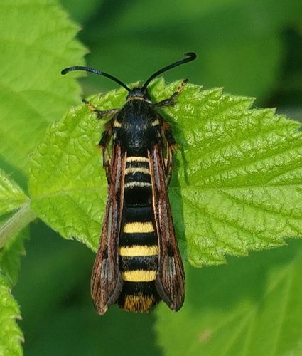 Hallonglasvinge / Hindbærglassværmer, Pennisetia hylaeiformis. Rude Skov, Nordsjælland, Danmark d. 24 juli - 2021. Fotograf; Oskar Zytnik