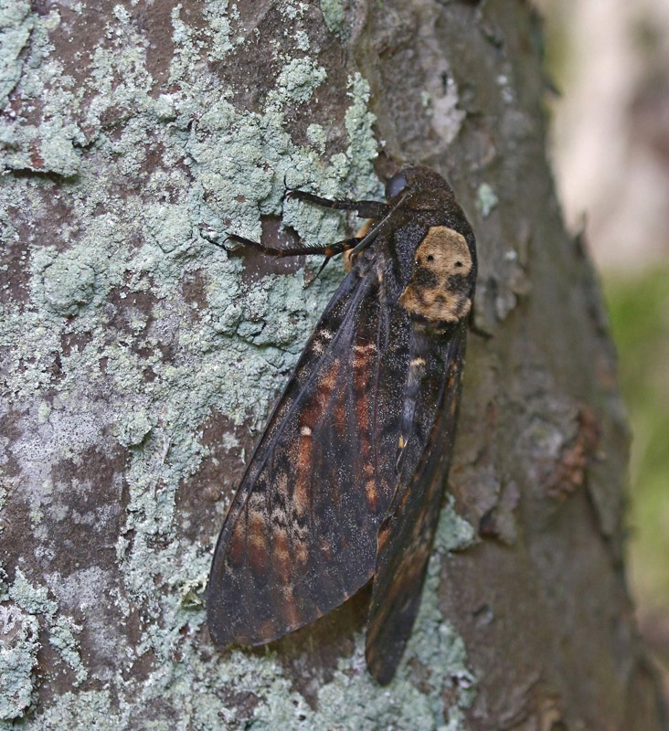 Ddningehoved, Acherontia atropos. Gedser Fuglestation, Falster d. 7 september 2021. Fotograf; Poul Westergaard Lauritsen