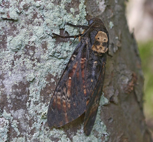 Ddningehoved, Acherontia atropos. Gedser Fuglestation, Falster d. 7 september 2021. Fotograf; Poul Westergaard Lauritsen