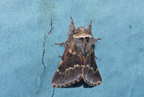 Poppelspinder, Poecilocampa populi (Linnaeus, 1758). Vestermarie, Bornholm d. 11 oktober 2021. Fotograf; Lars Andersen